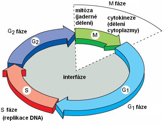 Kdy dochází k replikaci DNA?