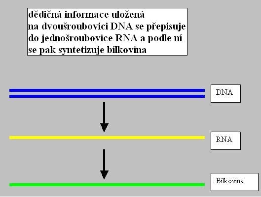 Ústřední dogma molekulární genetiky -