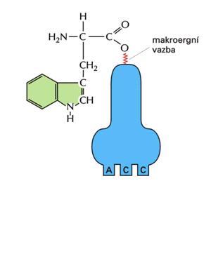 (tryptofan)