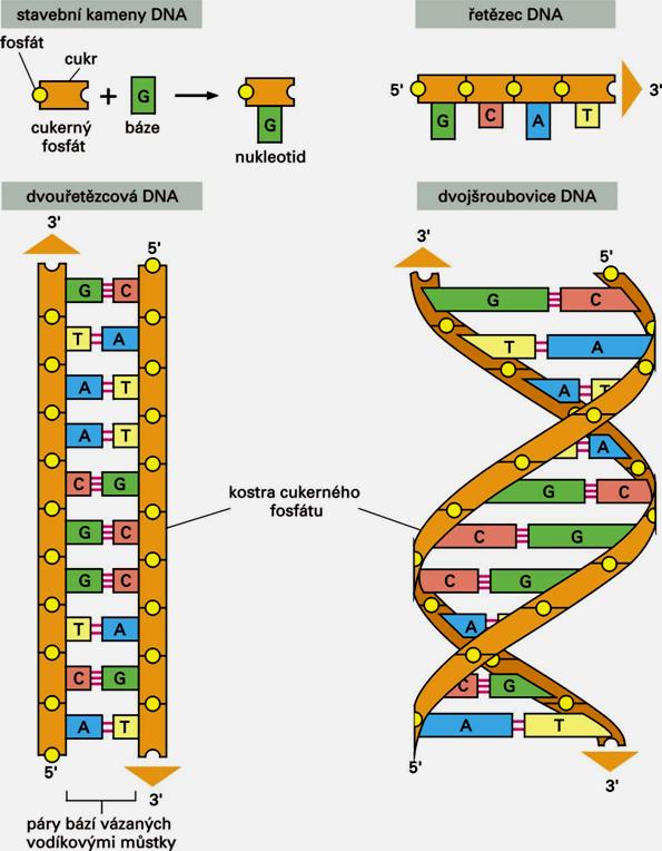 DNA