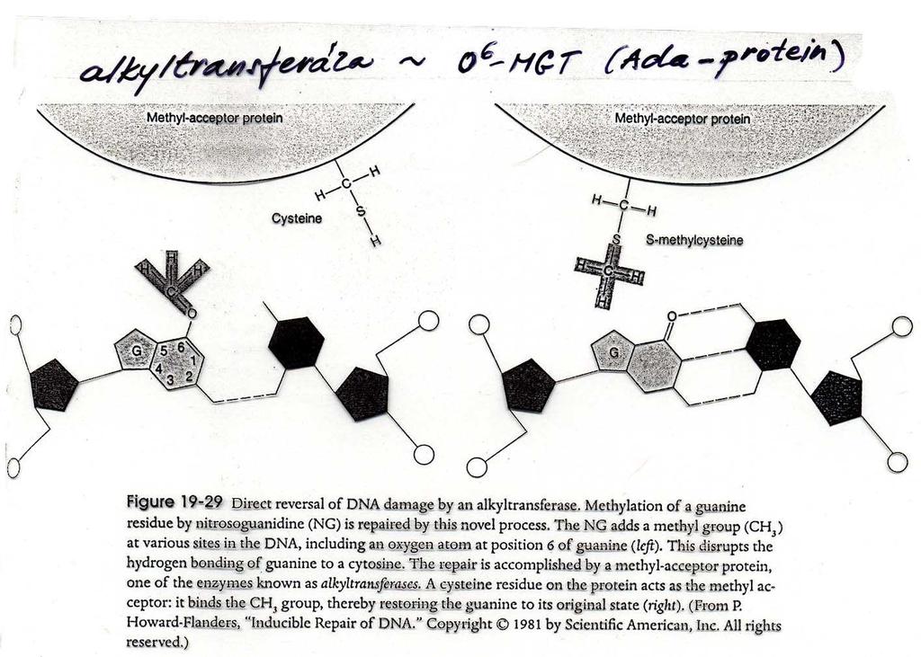 Alkyltransferáza: 6 O-Metylguanin-DNA-metyltransferáza ( 6 O-MGT=