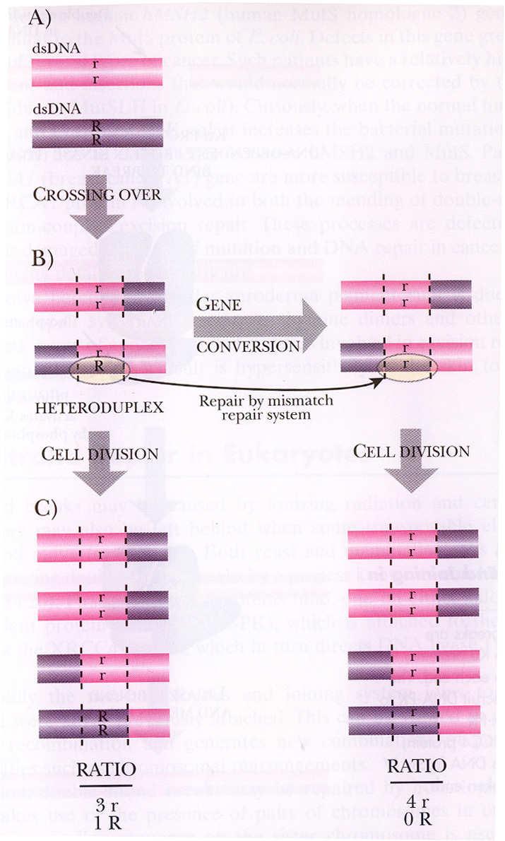 Genová konverze následující po crossing-overu rekombinující alely R a r vytvoření krátké