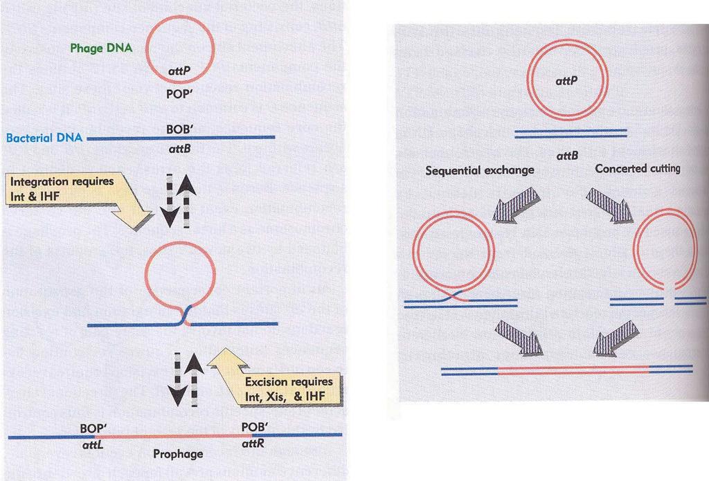 Začlenění fágového genomu do chromozomu hostitelské buňky procesem místně-specifické rekombinace