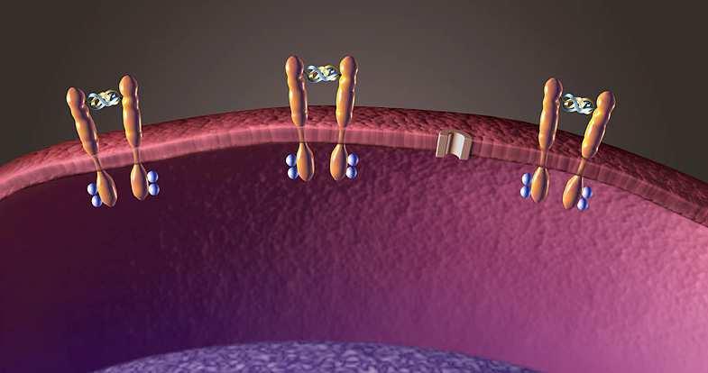 EGF TGFalpha Amphiregulin Betacellulin Epiregulin No known ligand