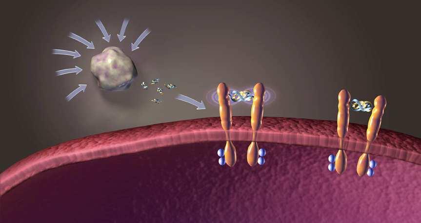 Tumor characteristics and environment promote VEGF expression EGF Hypoxia PDGF IGF-1 IL-8 bfgf COX-2 NO Oncogenes VEGF release Binding and activation of VEGFR Increased expression (MMP, tpa, upa,