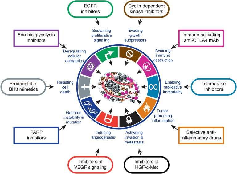 Cancer hallmarks dle autorů Hannahan D.