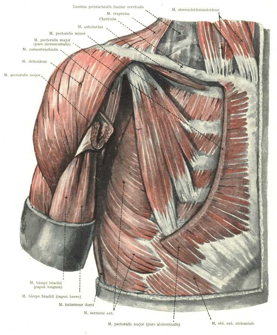 antrior překryt m.p.m. 3.,4.,5. Žebro na proc. Upíná se na crista coracoideus. přední pilovitý sval 8-9 zuby od tuberculi majoris.