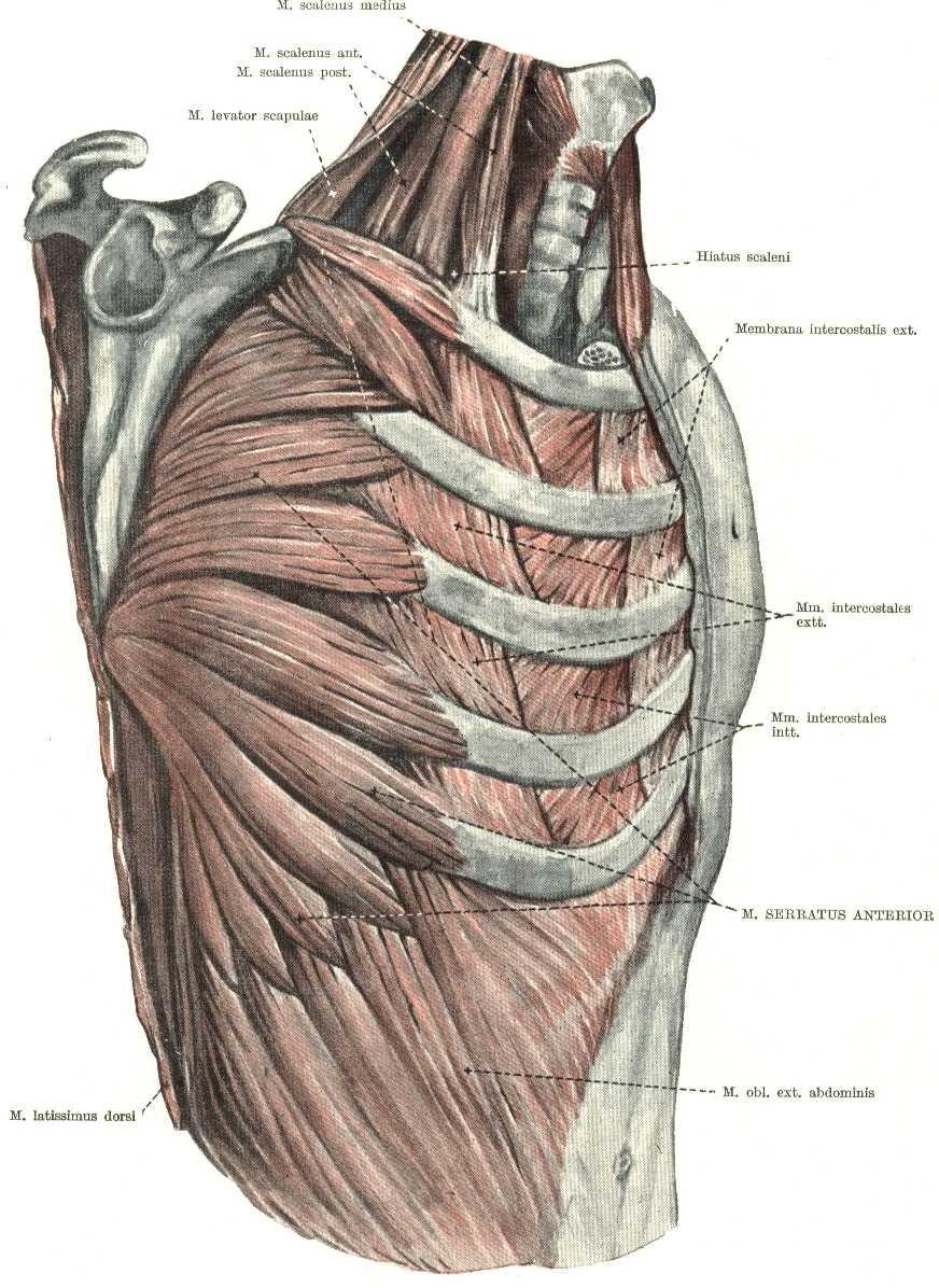 Vlastní svaly hrudníku mm. subcostales rudiment mm. itercost.