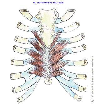 chrupavčitou transversus a kostěnou thoracis částí ţebra.