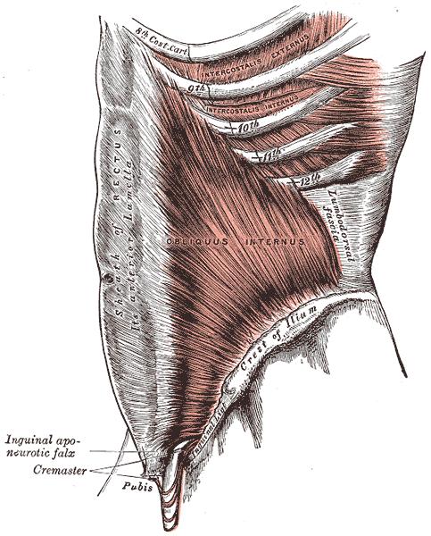 Crista Iliolumbale a proc. costarii L. snopce upíná m. m. iliaca rectus se transversus šikmo a na lig. abdominis 12. dopředu inquinale ţebro.