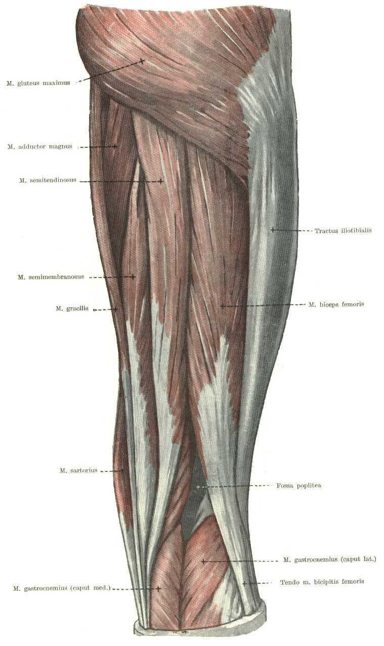 m. tensor fasciae latae začíná na SIAS a na přilehlé části crista iliaca.