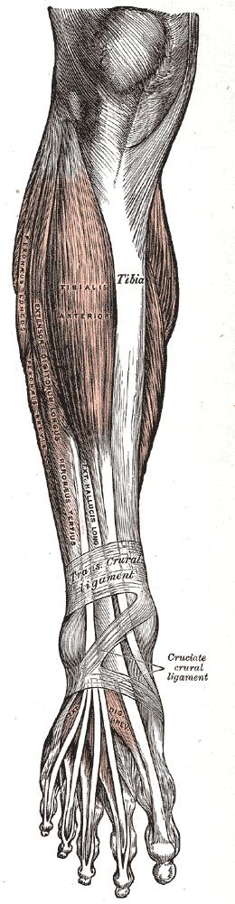 Svaly bérce Ventrální skupina n. peroneus m. tibialis anterior m. Od extenzor digitorum longus Lat. condylus Ep.