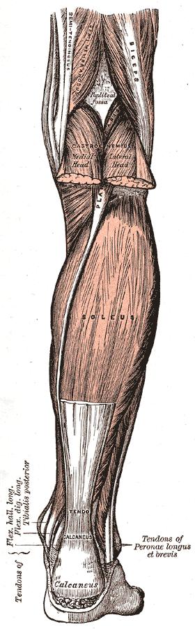 Dorzální skupina skupina povrchová m. triceps surae m. gastrocnemius dvě hlavy ohraničující fossa poplitea ep. med.