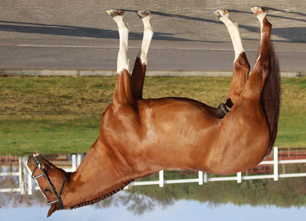 Fresco jako 4 letý obsadil 5 místo na Martinickém šampionátu mladých koní, jako 5ti letý startoval v soutěžích pro mladé koně v Holandsku.