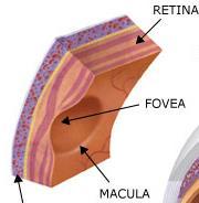 žlutá a slepá skvrna sítnice centrální jamka (fovea centralis) a jamka (foveola) fovea centralis žlutá skvrna (macula lutea) zobrazení lidské sítnice oftalmoskopem žlutá skvrna (průměr