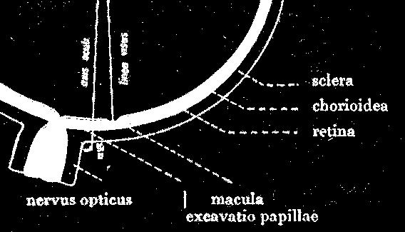 velikost obrazu na sítnici n 1 = 1,000 n 6 = 1,336 fovea centralis y α x H O H