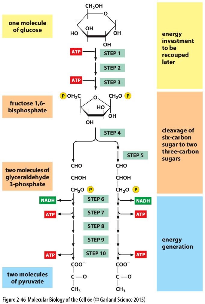 Základní dráhy energetického metabolismu živočišné buňky využívají jako zdroj energie hlavně cukry a tuky, pouze v nepříznivých podmínkách další typy molekul; glykolýza základní dráha pro syntézu ATP