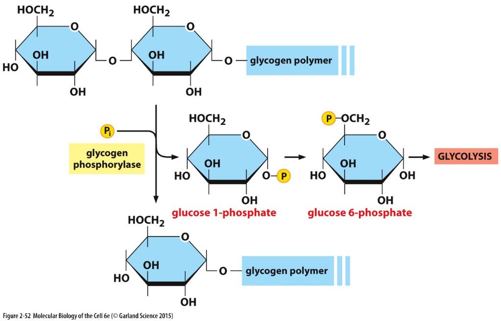 (svaly); při nedostatku energie je z glykogenu syntetizován glukóza-6-fosfát; nevýhodný pro dlouhodobé