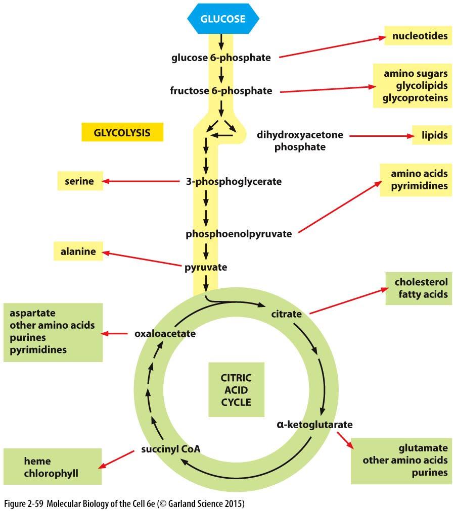 Meziprodukty energetického metabolismu syntéza malých molekul i buněčných makromolekul reakce glykolýzy a Krebsova cyklu zároveň slouží k syntéze