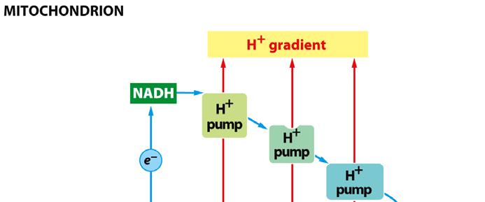 gradient pohání ATP syntázu; mitochondrie velikost, tvar i množství se liší ~ typ buňky, intenzita metabolismu, apod.