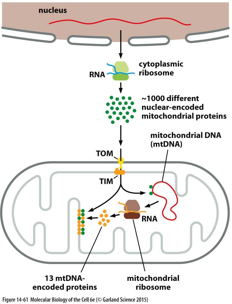 Tvorba komplexů dýchacího řetězce mtdna - 13 proteinů (+ 22 trna a 2 rrna); jaderná DNA - většina proteinů