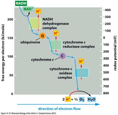 Přenos elektronů z NADH (a FADH 2 ) na kyslík se odehrává prostřednictvím velkých enzymatických