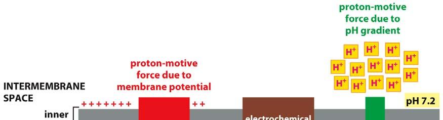 Energie uvolněná oxidací je uložena v podobě elektrochemického gradientu elektrochemický gradient kombinuje