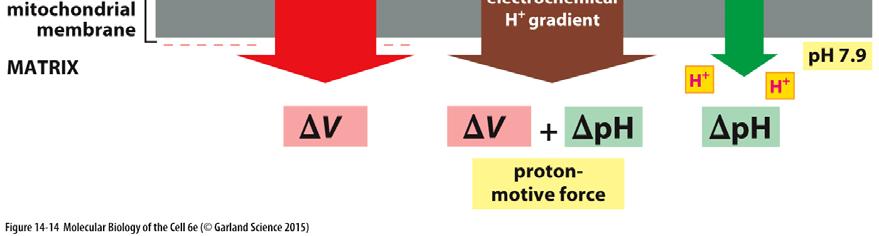 180 mv V cca 150 mv, ph gradient 0,5-0,6 jednotek ph ( ph 1pH cca 60 mv); generuje protonmotivní sílu;
