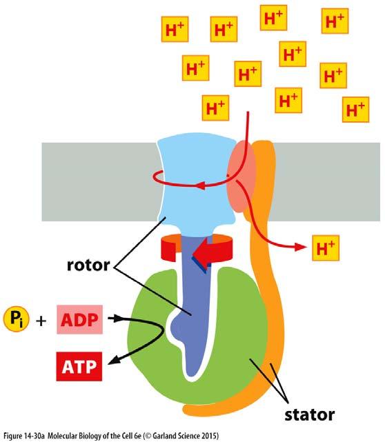 ATP syntáza proteinový komplex jehož aktivita je klíčová pro vznik energeticky bohatého substrátu ATP; glykolýza na 1 molekulu glukózy 2 molekuly ATP; kompletní oxidace 1 molekuly glukózy