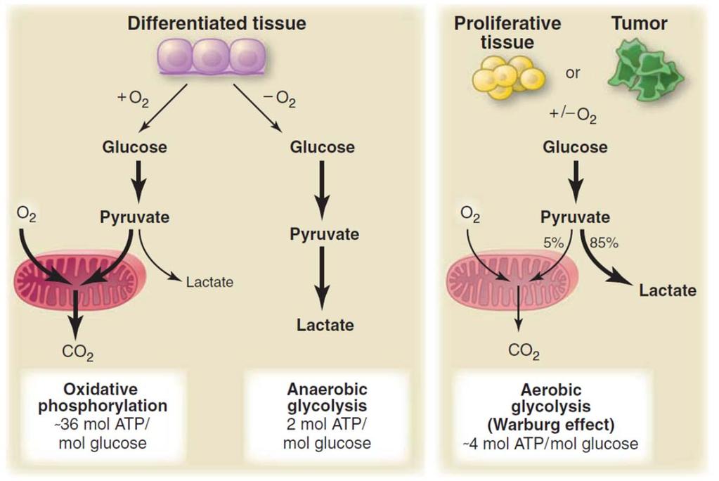 Aerobní glykolýza rychle proliferující buňky vyžadují nejen energii, ale i velké množství substrátů pro anabolické reakce; přestože je aerobní glykolýza nevýhodná energeticky, v podmínkách