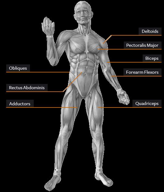 Musculus deltoideus Musculus pectoralis major Musculi obliqui abdominis Musculus rectus abdominis Musculi adductores m. adductor longus m.