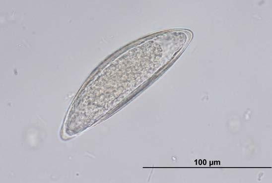 Syphacia sp.