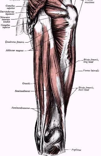 Zadní skupina ( hamstrings ) m. biceps femoris, m.