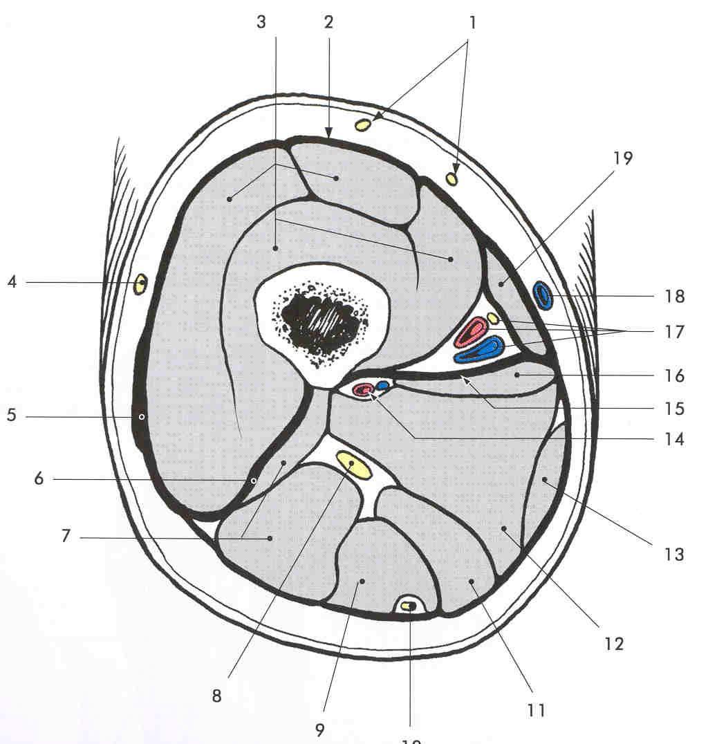 Fascia lata tractus Iliotibialis septum femorale intermusculare lateral +