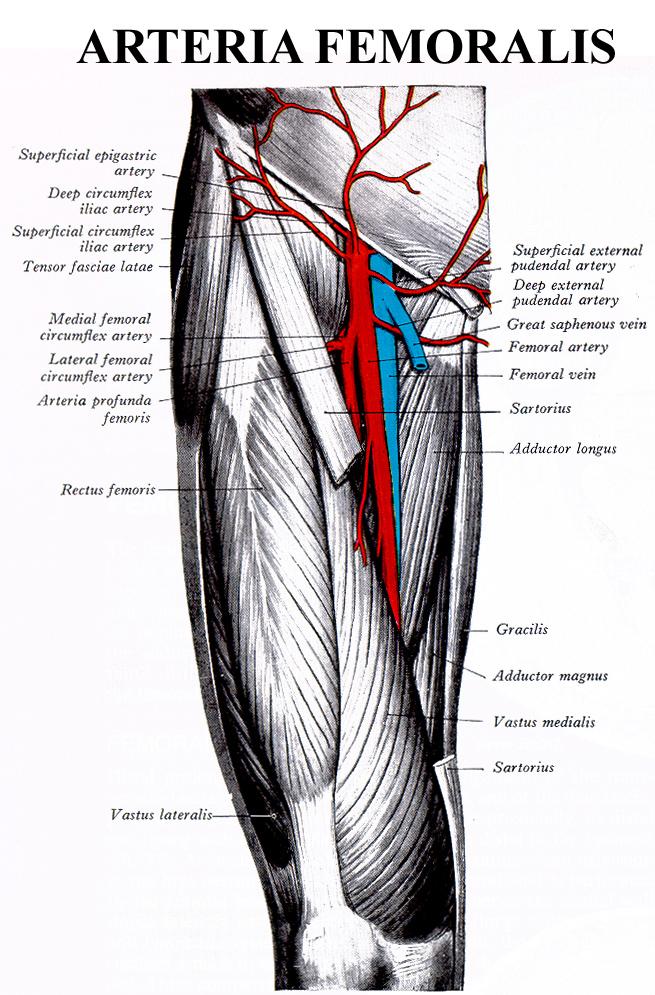 A. femoralis a. circumflexa femoris med. a. circumflexa femoris lat.