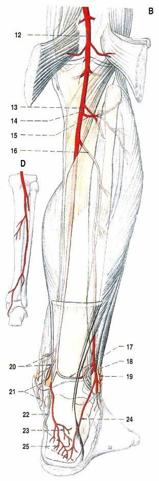 a. tibialis anterior a.