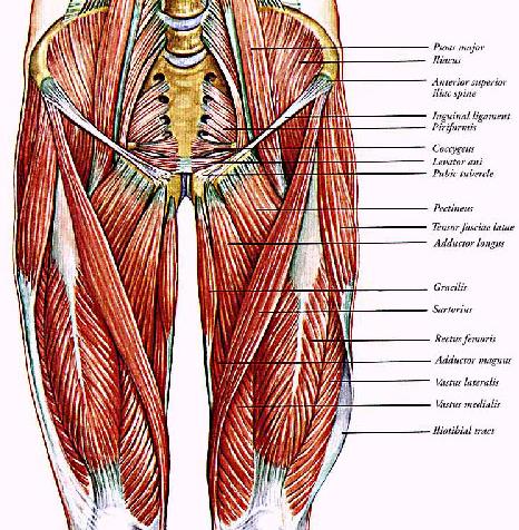 Mediální skupina Adduktory m. gracilis, m. pectineus, m. adductor longus, m. adductor brevis, m.