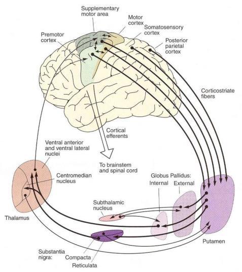 Vaskulární parkinsonský syndrom (VPS) Multiinfarktové postižení Subkortikální arteriosklerotická encefalopatie (SAE) difuzní isch.