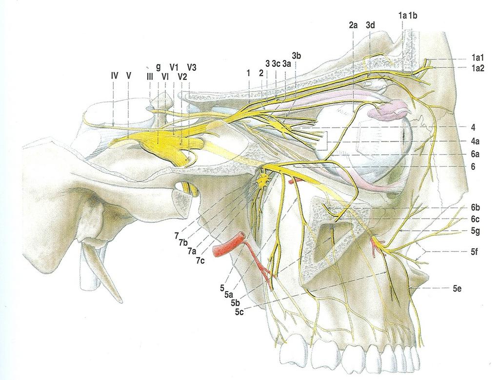 Anatomie -