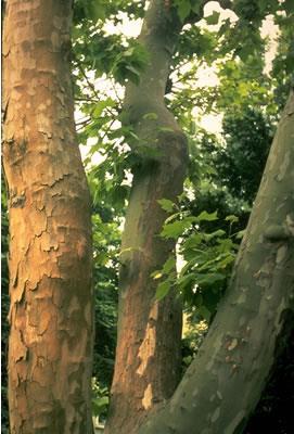 chřadnutí stromů (2 roky až několik), podlouhlé propadlé léze, kůra