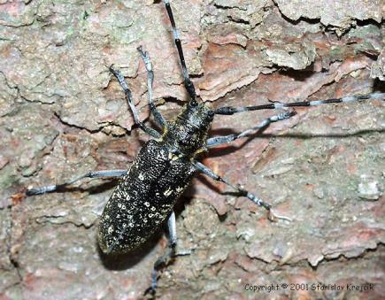 Amerika - Monochamus spp. přenos i jiných druhů rodu Bursaphelenchus - M. sartor kozlíček hvozdík vzácný - M.