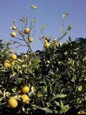 (zaoblený), dříve kvetou, později ztrácejí listy, 3-5 let životnost - citrusy listové nekrózy, delší inkubační doba - olivovník olive quick decline syndrome usychání výhonů,