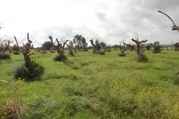 Xylella fastidiosa - xylém - přenašeči hmyz (pěnodějky, křísi) pěnodějka obecná - teplota dokáže přezimovat v průběhu mírné zimy - t pod bodem mrazu bakterie ničí - taxonimie složitá, kmeny, poddruhy