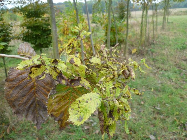 Candidatus Phytoplasma ulmi Elm phlöem necrosis mycoplasm = Elm yellows phytoplasma výskyt potvrzen v r.