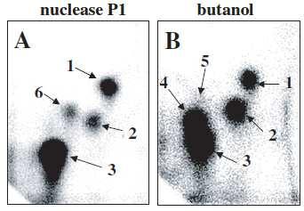 Metodou 32 P-postlabeling byly detekovány struktury některých aduktů s DNA z plicní tkáně, kde je zastoupení aduktů nejpočetnější. Byly použity dva rozdílné druhy metody 32 P-postlabeling. (obr.