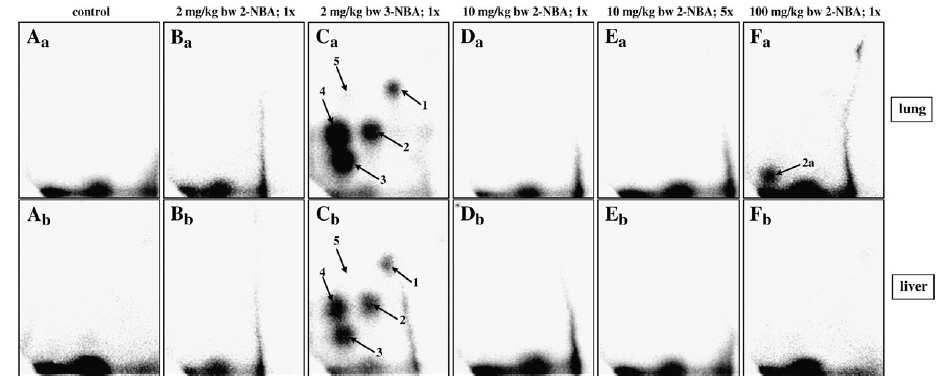 obr 29: Adukty v DNA detekované po intraperitoneálním podání 2-NBA a 3-NBA v plicích (řada a) a játrech (řada b) samic potkana Wistar. Autoradiografy byly získány metodou 32 P-postlabeling.
