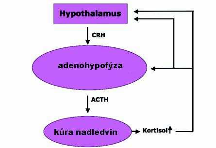 Atypické opidoidy: tramadol, tilidin Antagonisté: naloxon, naltrexon Nesteroidní protizánětlivé látky (NSAIDs) a analgetika-antipyretika MÚ: inhibice cyklooxygenázy (COX) kyselina acetylsalicylová