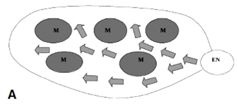 M2 (model kompletního nahrazení) : přicházející neolitici v daném prostoru