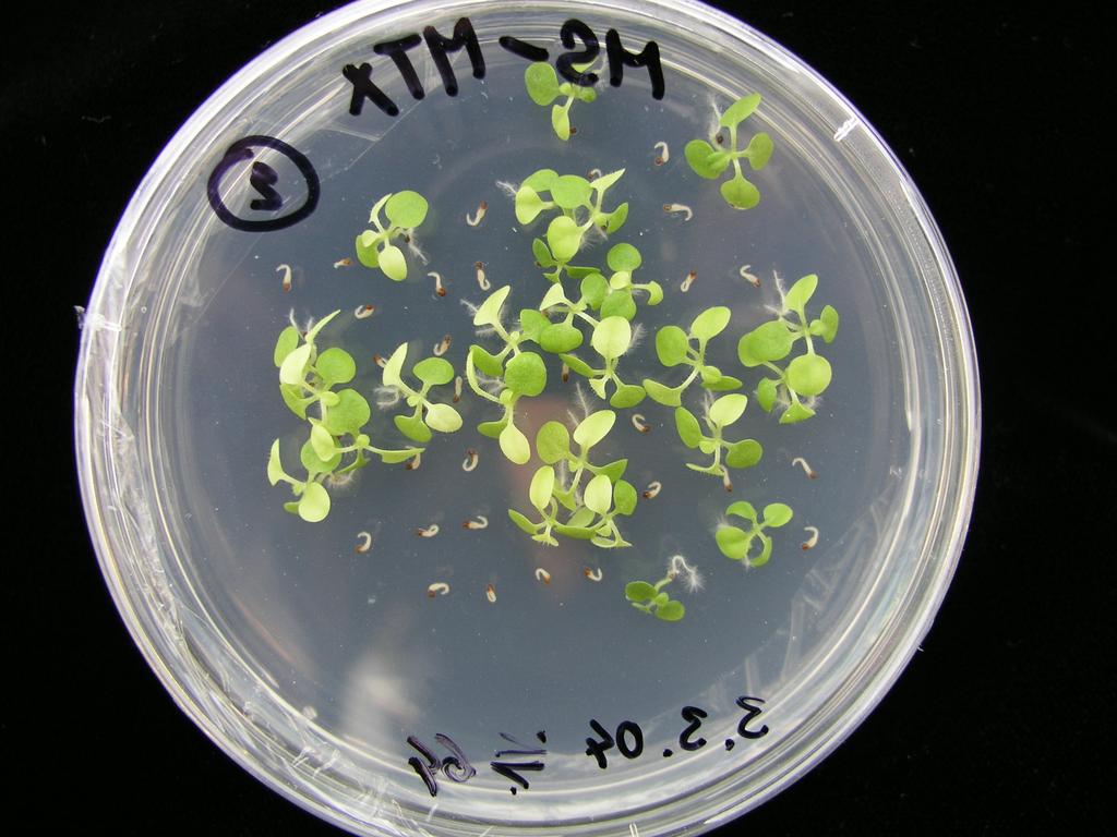 transgenních rostlin