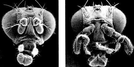 ANTENNAPEDIA specifikuje mesothorax: jeho